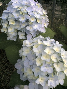 20100617182659.jpg
